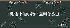 抱回来的小狗老叫唤怎么办 刚抱来的小狗一直叫怎么办