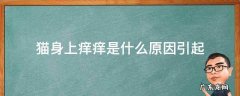 身上痒跟猫有关系吗 猫身上痒痒是什么原因引起