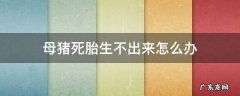 母猪死胎不下 母猪死胎生不出来怎么办