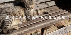 家养宠物狗在深圳去世后，应该如何处理？