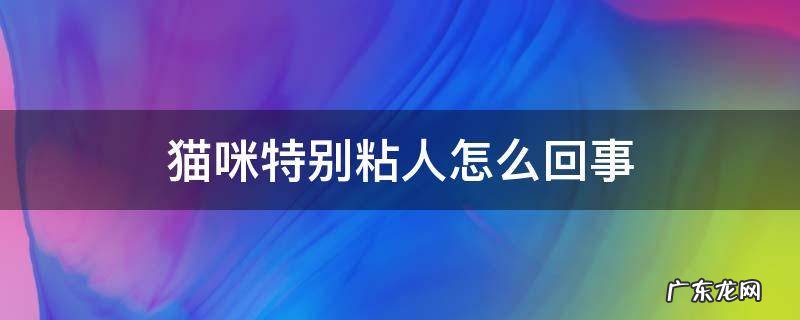 猫咪特别粘人怎么回事 猫咪老是粘人怎么回事