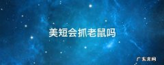 美短猫会捉老鼠吗 美短会抓老鼠吗