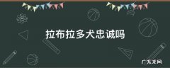 拉布拉多犬的忠诚度 拉布拉多犬忠诚吗