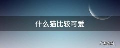 什么猫比较可爱 什么猫比较可爱好养