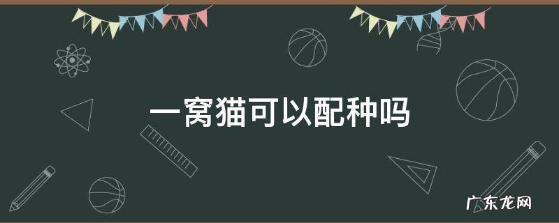 一窝猫可以配种吗 猫一窝的可以配种吗