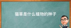 猫草是什么植物的种子 猫草是什么植物的种子发芽快