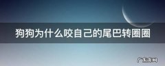 狗狗为什么咬自己的尾巴转圈圈 狗狗为什么老舔小便处