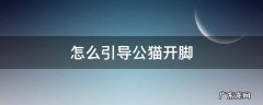 公猫第一次开脚怎么人工辅助 怎么引导公猫开脚