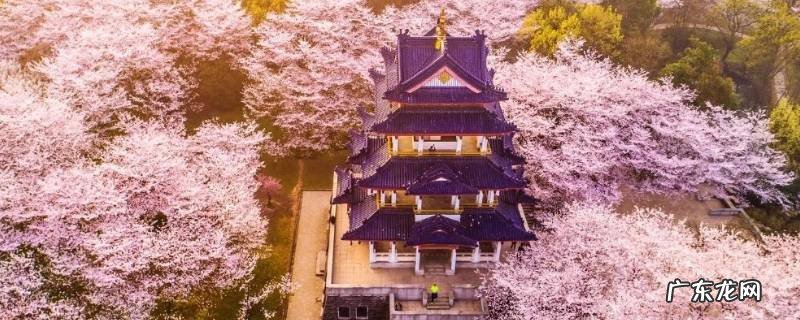 樱花还叫什么 樱花为什么叫樱花