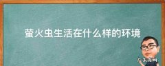 萤火虫生活在什么样的环境里 萤火虫生活在什么样的环境