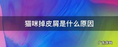 猫咪掉皮屑是什么原因 猫咪掉皮屑是什么原因怎么解决