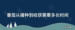 番茄播种到成熟要多久 番茄从播种到收获需要多长时间
