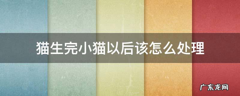 猫生完小猫以后该怎么处理 猫生完小猫要怎么处理