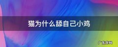 猫为什么舔自己小鸡 猫咪舔小鸡是什么情况