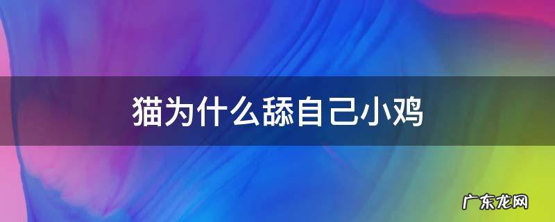 猫为什么舔自己小鸡 猫咪舔小鸡是什么情况