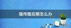 猫传腹后期怎么办 猫传腹前期怎么治疗