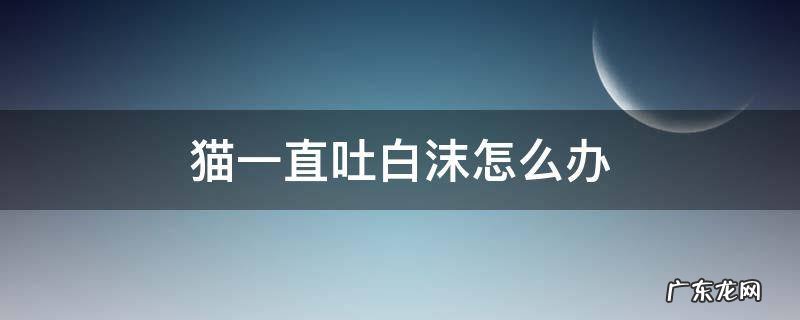猫一直吐白沫怎么办 猫一直吐白沫怎么办全身很瘦奄奄一息