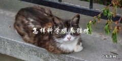 如何科学地喂养你的猫咪？