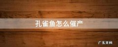 孔雀鱼怎么催产 孔雀鱼临产怎么办
