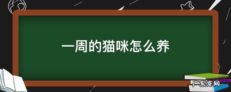 一周的猫咪怎么养 一周的小猫咪怎么养