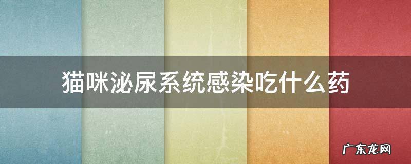 猫咪泌尿系统感染吃什么药 猫咪泌尿感染吃什么药好