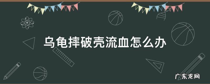 乌龟摔破壳流血怎么办 乌龟壳摔破了流血怎么办