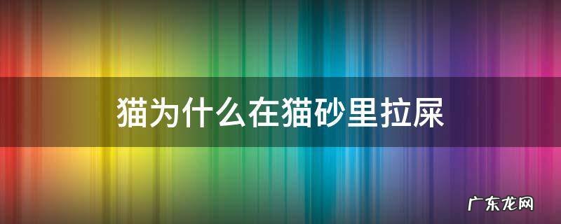 猫为什么在猫砂里拉屎,在外面尿 猫为什么在猫砂里拉屎