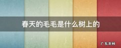 春天的毛毛是什么树上的 春天树上掉的毛毛是什么