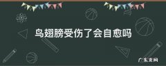 鸟翅膀受伤了会自愈吗 鸟翅膀受伤了怎么办