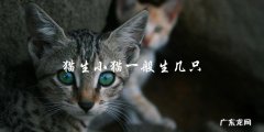 猫一般会生几只小猫？