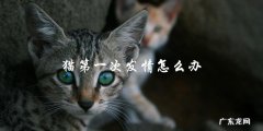猫咪第一次发情，主人该如何处理？
