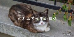 乘坐火车旅行时是否允许携带宠物猫？