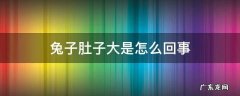 兔子肚子大是怎么回事? 兔子肚子大是怎么回事