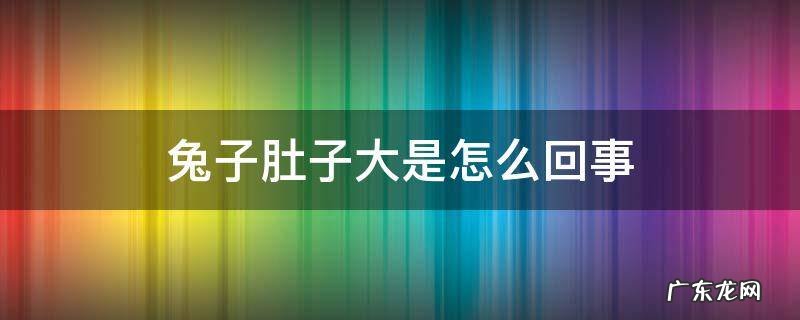 兔子肚子大是怎么回事? 兔子肚子大是怎么回事