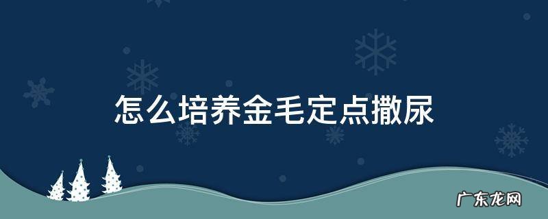 小金毛多大可以训练定点尿 怎么培养金毛定点撒尿