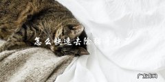 如何快速有效地清除猫咪的牙结石？