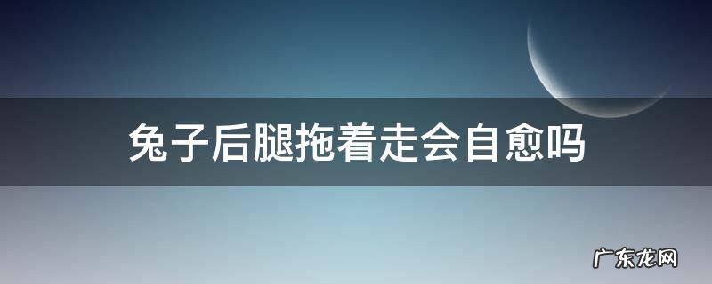 兔子前腿拖着走会自愈吗 兔子后腿拖着走会自愈吗