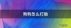 狗狗怎么打胎多少钱 狗狗怎么打胎