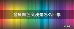 金鱼颜色变浅是怎么回事怎样才能更 金鱼颜色变浅是怎么回事