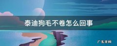 泰迪狗毛不卷怎么回事 泰迪毛发不卷怎么回事