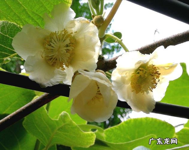 猕猴桃的花有味道吗