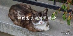 如何教幼猫使用猫砂？