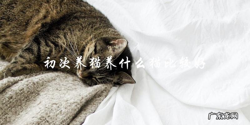 初次养猫,应该选择哪种猫咪比较合适?