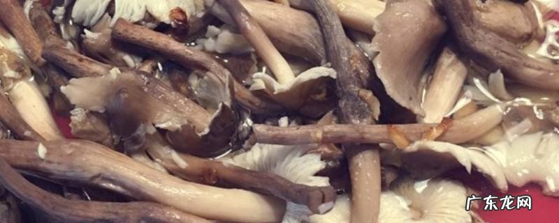 荔枝菌的做法大全家常 荔枝菌怎么吃