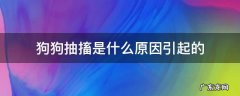 狗出现抽搐是怎么回事 狗狗抽搐是什么原因引起的