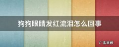 狗狗眼睛红流眼泪怎么回事 狗狗眼睛发红流泪怎么回事