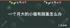 一个月大的小猫有跳蚤怎么办 一个半月小猫有跳蚤怎么办