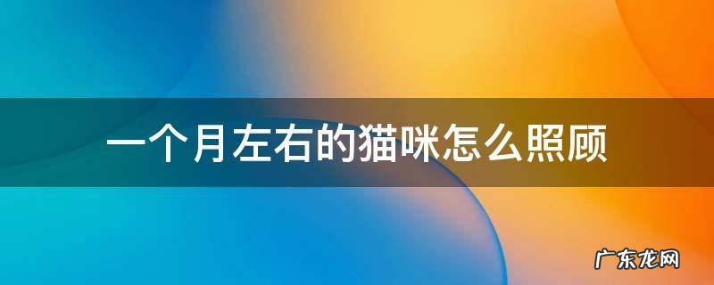 一个半月的宠物猫怎么养 一个月左右的猫咪怎么照顾