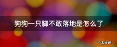 狗狗有只脚不肯落地 狗狗一只脚不敢落地是怎么了