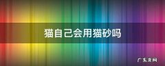 猫自己会用猫砂吗 猫为啥会自己用猫砂